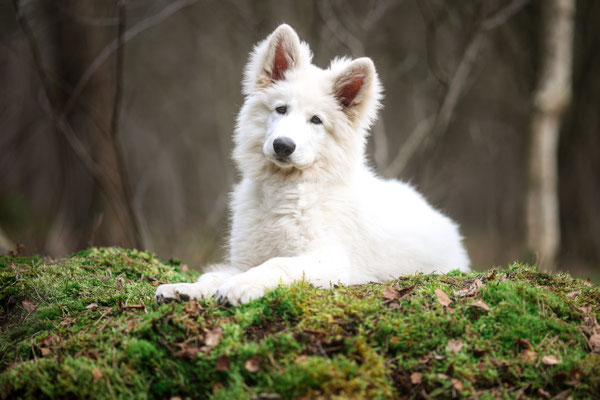 Weisser Schäferhund Welpe in Moos, Coesfeld