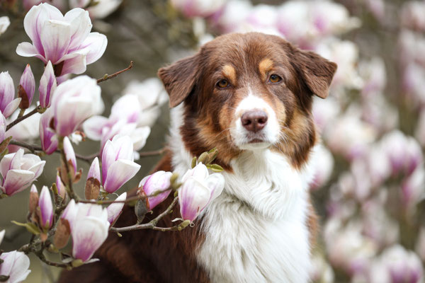 Aussie in Magnolien Baum, Dortmund