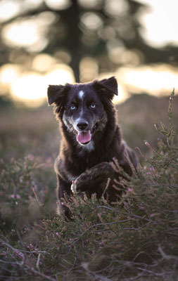 Aussie in der Westruper Heide, Haltern am See