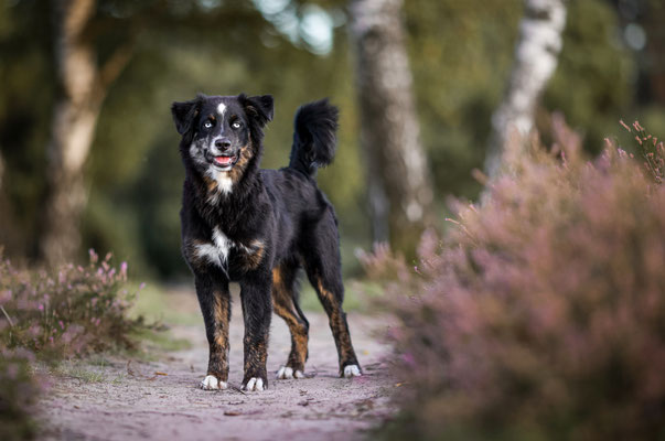 Aussie stehend in der westruper Heide, Haltern am See