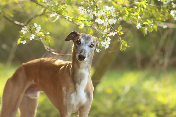Whippet, Herten