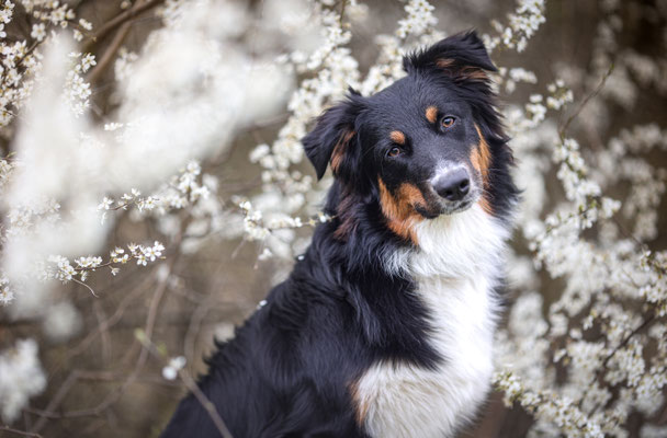 Aussie in weissen Blüten, Marl, Hundeshooting