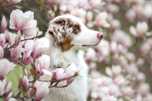 Aussie in Magnolie, Dortmund