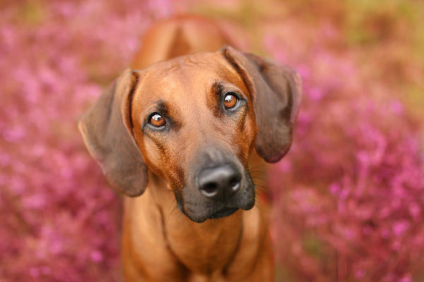 Ridgeback in der westruper Heide, Haltern am See