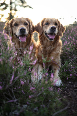 2 Golden Retriever in der Westruper Heide, Haltern am See