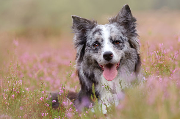 Aussie in der westruper Heide, Haltern am See