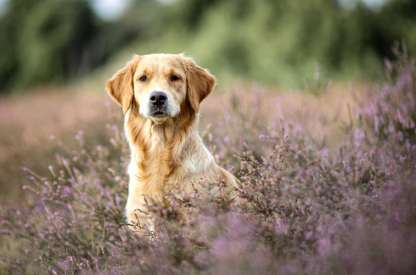Golden Retriever, Heide Shooting mit Hund, Haltern am See