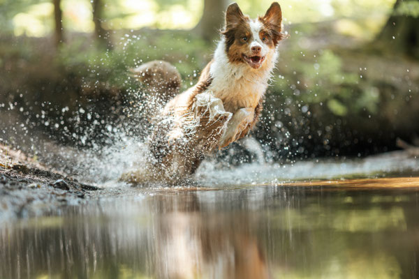 Aussie rennt durch Wasser, Marl