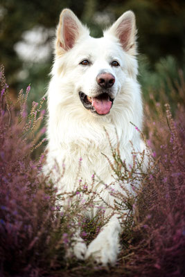 Weisser Schäferhund in westruper Heide, Haltern am See