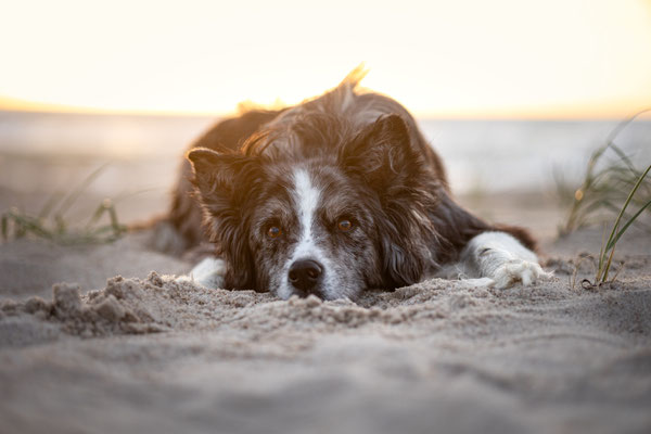 Aussie im Sonnenuntergang am Meer, Julianadorp