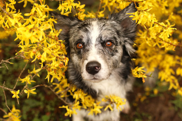 Aussie in gelben Blüten, Herten