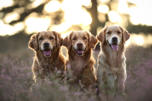 Golden Retriever in der Westruper Heide, Haltern am See