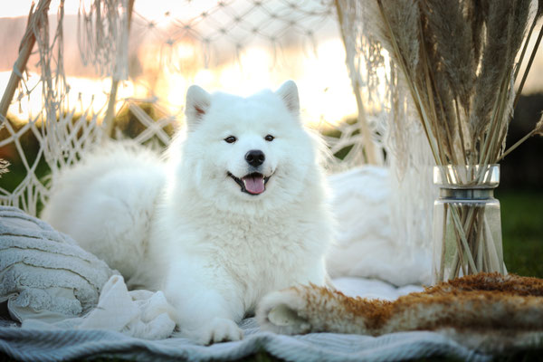 Samojede im Boho Tipi, Hundeshooting Herten