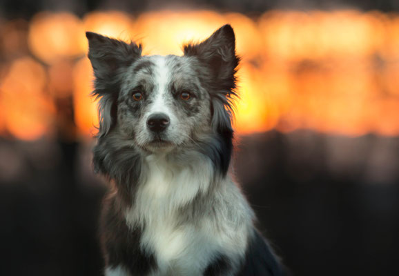 Aussie Fotografiert im Sonnenuntergang, Marl