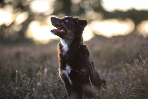 Aussie Welpe in der Westruper Heide, Haltern am See