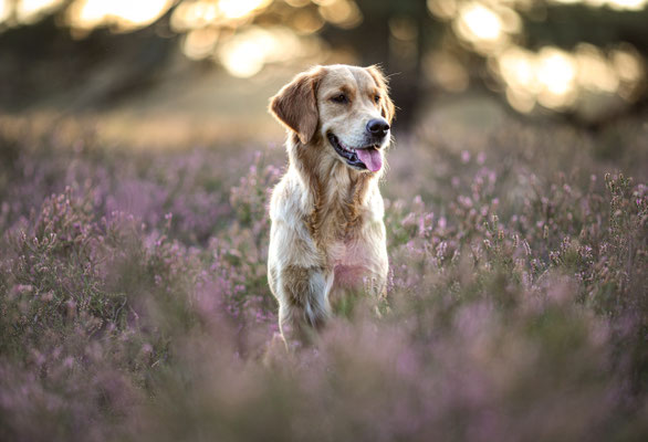 Golden Retriever in der Westruper Heide, Haltern am See
