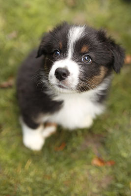 Aussie Welpe, Herten, Herne, Marl, Hundefotografin, Shooting mit Hund