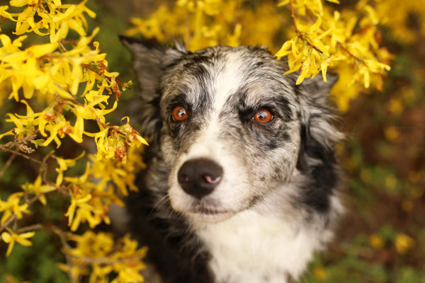 Aussie in gelben Blüten, Recklinghausn