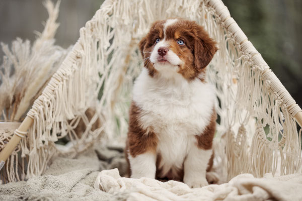 Aussie Welpe im Boho Tipi, Reken