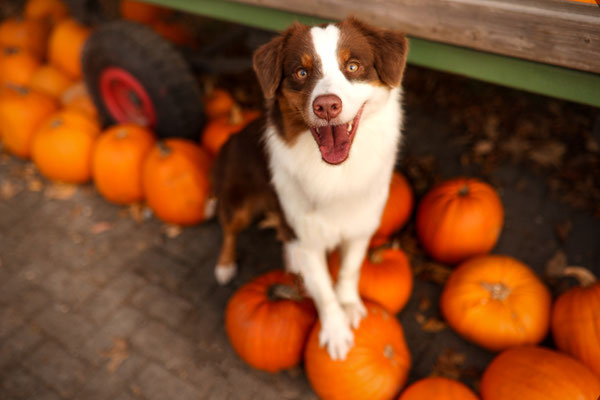 Aussie in Kürbisse, Marl, Hundefotografin