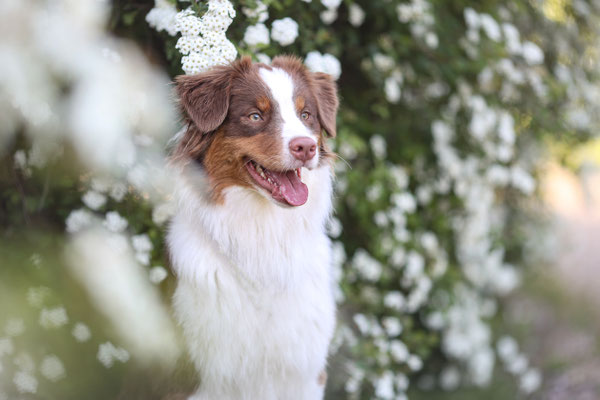 Aussie in weissen Blüten, Marl