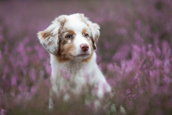 Aussie in Westruper Heide, Heideshooting, Haltern am See