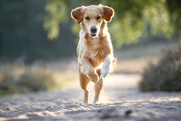 Golden Retriever rennt über Sand, Haltern am See