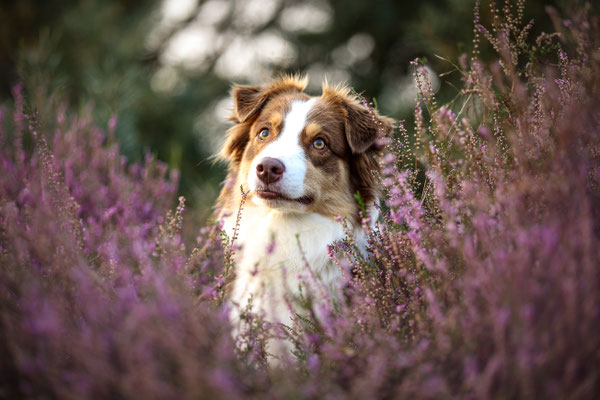 Aussie in Heide, Heideshooting, Haltern am See
