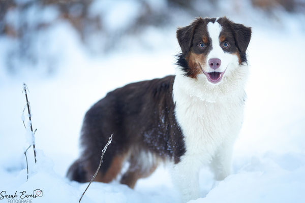 Aussie im Schnee, Herten, Hundefotografin, Tierfotograf