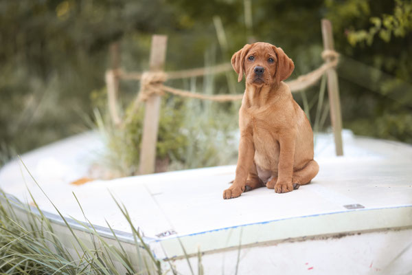 Labrador Welpe auf Boot, Herne