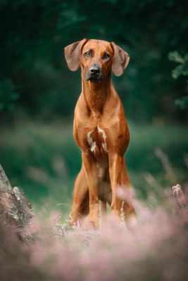 Ridgeback in der Heide, Haltern am See