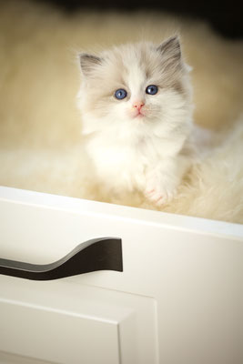 Katzen kitten, Homeshooting, Herten