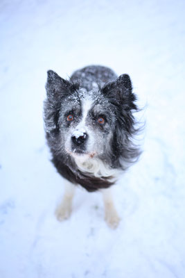 Aussie im Schnee, Herten, Hundefotografin