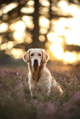 Golden Retriever im Sonnenuntergang, Westruper Heide, Haltern