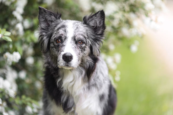 Aussie vor Blüten, Hundefotograf Herten