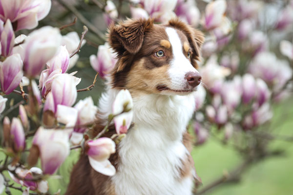 Aussie in Magnolie, Dortmund,Hundefotograf
