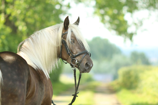 Pferd guckt über die Schulter, Recklinghausen