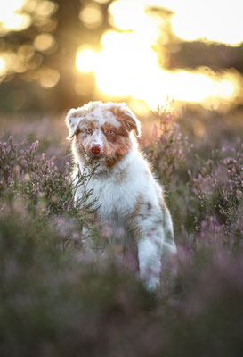 Aussie Welpe, Sonnenuntern, Westruper Heide, Haltern am See