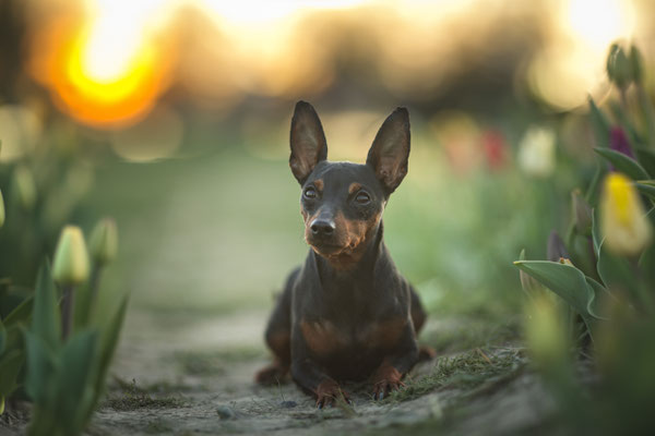 Pinscher in einem Tulpenfeld, Herten