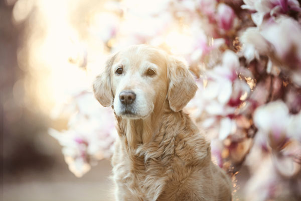 Golden Retriever in Magnolie, Dortmund