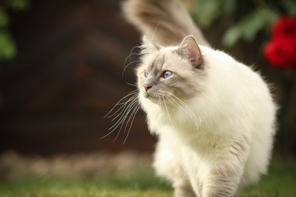 Katze im Gras, Castrop-Rauxel