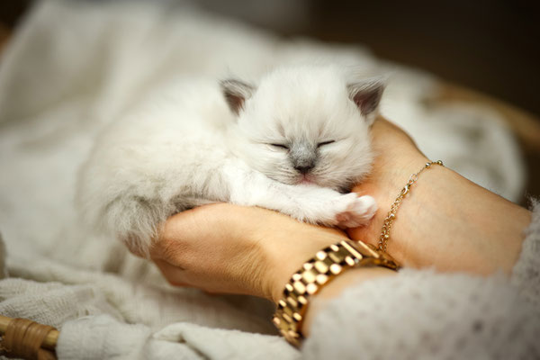 Katzenbaby in Hände, Homeshooting, Herten