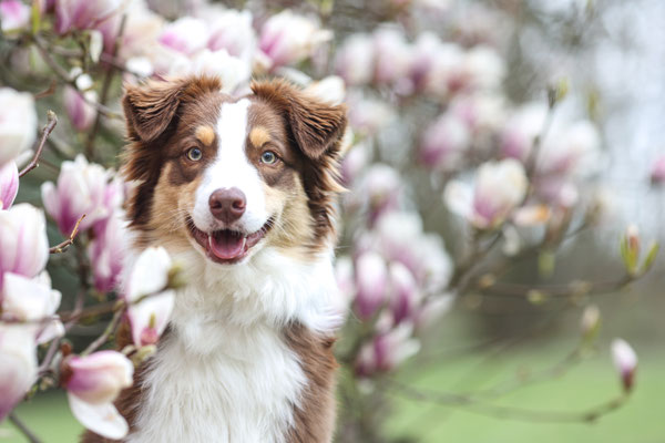Aussie in Magnolie, Dortmund, Tiershooting