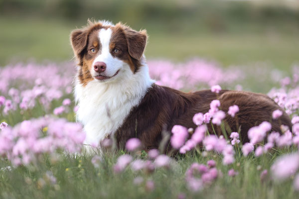 Aussie in Lila Blüten, Herten
