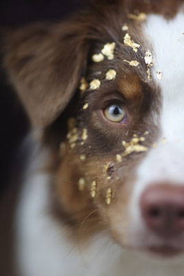 Aussie mit Blattgold im Gesicht, Herten