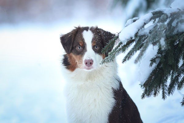 Aussie im Schnee, Hundefotografin, Tierfotografin, Marl