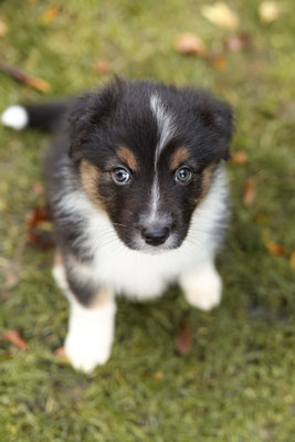 Aussie Welpe, Herten, Gelsenkirchen, Hundefotograf, Tierfotograf