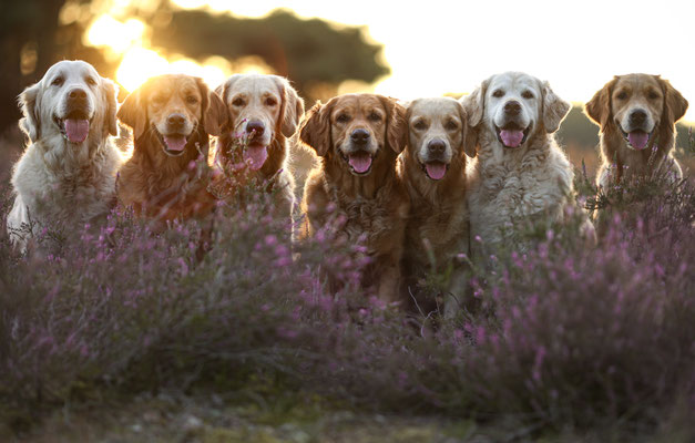 Golden Retriever in Westruper Heide, Haltern am See