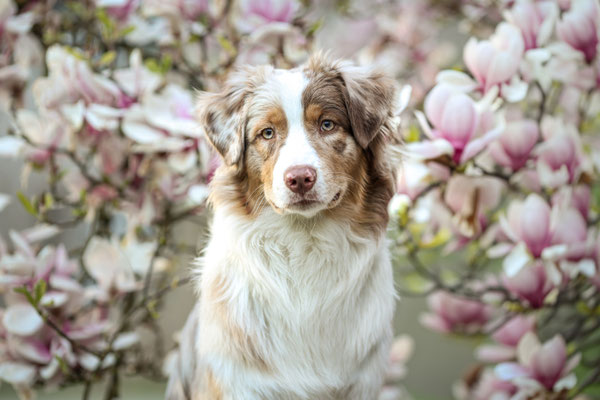 Aussie in Magnolie, Dormund, Hundefotograd
