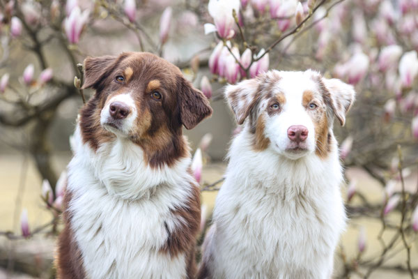 2 Aussies in Magnolie, Dortmund